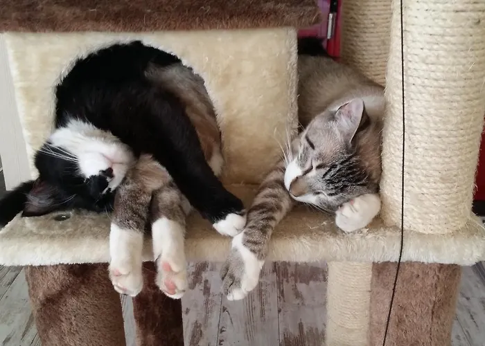 酒店 中央酒店 3*